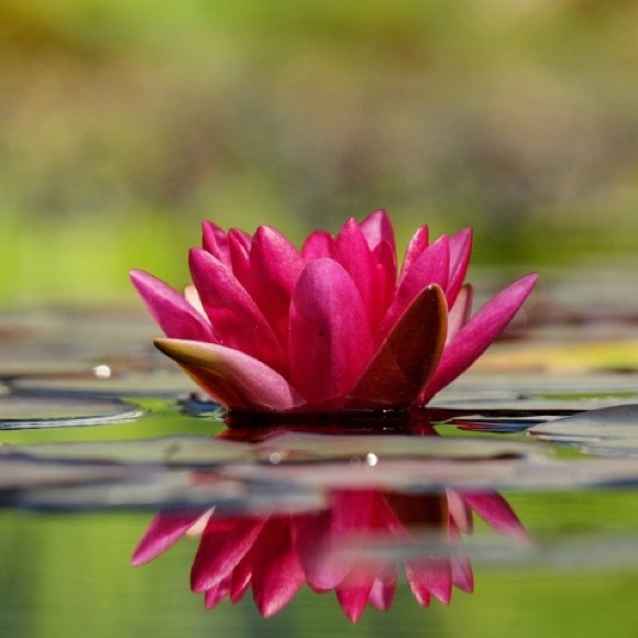 Meet your Posher, Rene - Picture 1 of 1